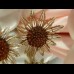 SARAH COVENTRY Комплект винтажный - Брошь и клипсы "Ромашки" SARAH COVENTRY Комплект винтажный - Брошь и клипсы "Ромашки"
